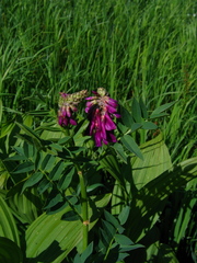 Hedysarum theinum