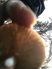 Lactarius hepaticus
