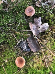 Lactarius hepaticus