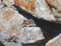 Abrothrix jelskii