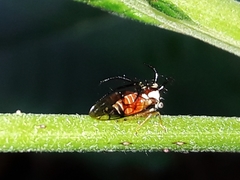 Cyphonia trifida