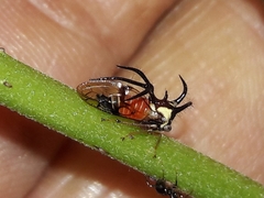 Cyphonia trifida