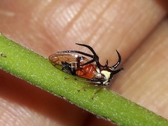 Cyphonia trifida