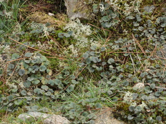 Ranunculus nigrescens