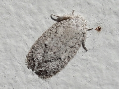 Hapsiferinae