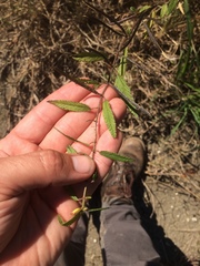 Corchorus siliquosus