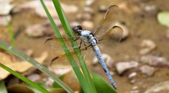 Libellula flavida