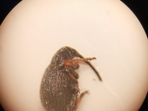 Representative image of Ceratapion armatum