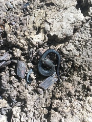 Plethodon richmondi