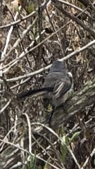 Polioptila californica