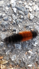 Pyrrharctia isabella