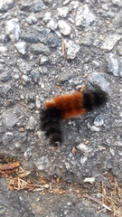 Pyrrharctia isabella