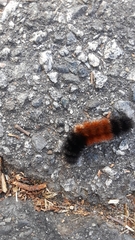 Pyrrharctia isabella