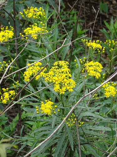 Image of Senecio polyanthemoides by (c) Shaun Swanepoel, some rights reserved (CC BY)
