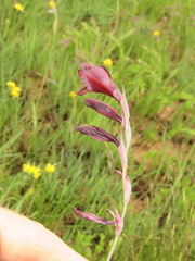 Gladiolus woodii