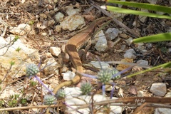 Podarcis waglerianus