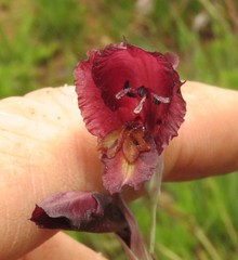 Gladiolus woodii
