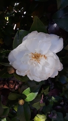 Camellia