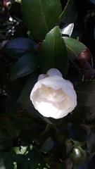 Camellia