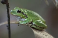 Hyla intermedia perrini