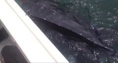 Dermochelys coriacea