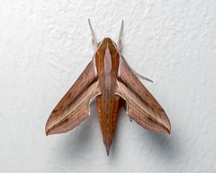 Hippotion boerhaviae