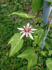 Passiflora cisnana