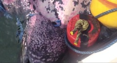 Dermochelys coriacea