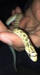 Arizona elegans occidentalis