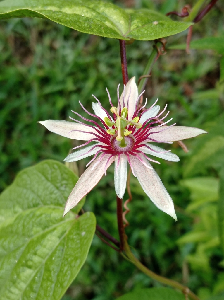 Passiflora cisnana