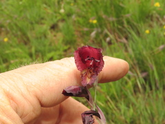 Gladiolus woodii