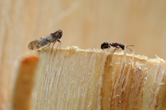 Tachycixius pilosus