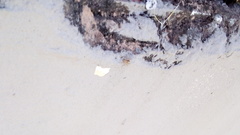 Menemerus bivittatus