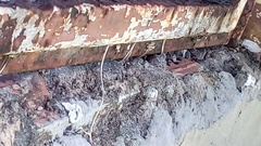 Menemerus bivittatus