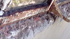 Menemerus bivittatus