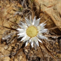 Carlina sicula