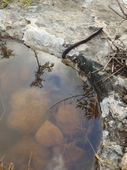 Archispirostreptus syriacus