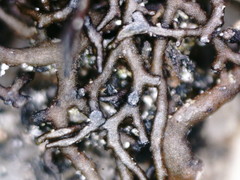 Cetraria muricata