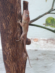 Anolis cybotes