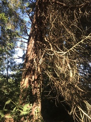 Sequoiadendron giganteum