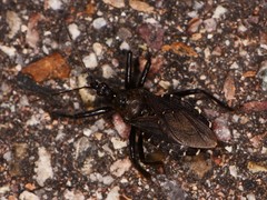 Apiomerus longispinis