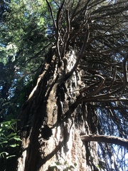 Sequoiadendron giganteum