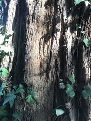 Sequoiadendron giganteum