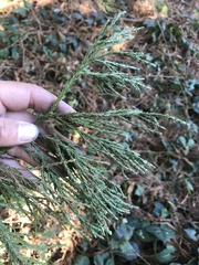 Sequoiadendron giganteum