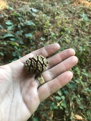 Sequoiadendron giganteum