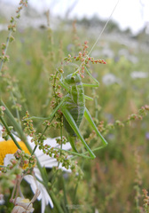 Poecilimon intermedius