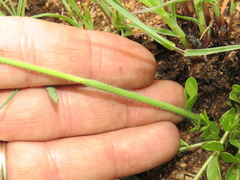 Gladiolus woodii