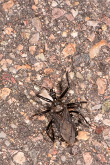 Apiomerus longispinis