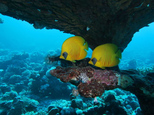 Masked Butterflyfish