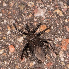 Apiomerus longispinis